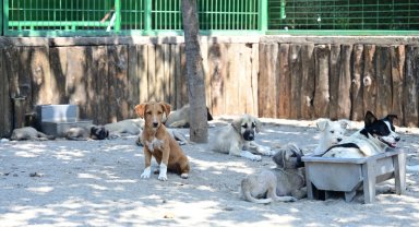 Bursa Karacabey'de can dostlarımız bize emanet