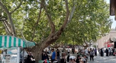Bursa'da çınar ağaçları serinlemek için en güzel yol