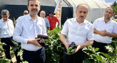 Bursa'da patlıcan hasadı başladı