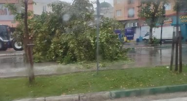 Bursa'da şiddetli yağış ağacı devirdi