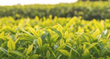 Çaykur dekara 30 kilogram çay alacak