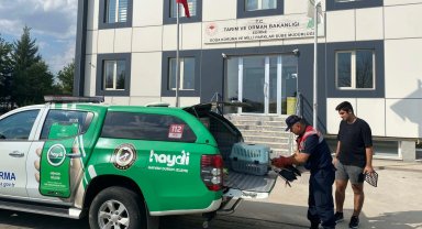 Edirne'de yaralı leylek hayat buldu