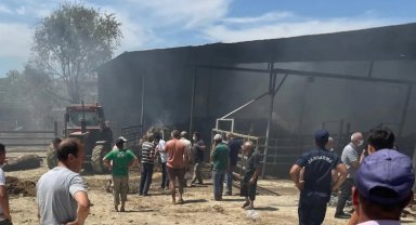 Edirne'deki yangında çok sayıda büyükbaş telef oldu