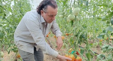 Hobi amaçlı kurduğu serada kavun boyunda domates üretiyor
