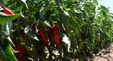 İzmir Torbalı'da coğrafi tescilli Arslanlar Biberi'ne büyük ilgi