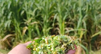 İzmir'de sorgum-sudan otu hasadı başladı