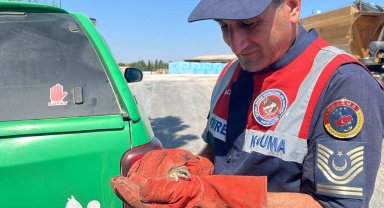 Jandarma nesli tehlike altında olan Yediuyur yavrusunu kurtardı
