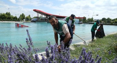 Kayseri'de 160 bin lavantanın hasadına başladı