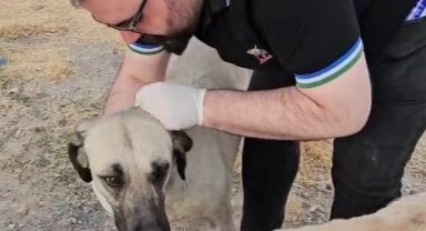 Kayseri'de sokak canları unutulmadı