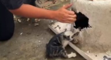 Kayseri'de yaramaz kediye itfaiyeden şefkat eli