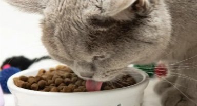 Kedi mamaları cep yakıyor, yaş mama hayal oldu