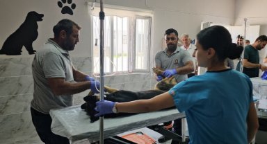 Kızıltepe'de 3 ayda 251 sokak hayvanı tedavi edildi