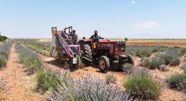 Konya'da lavanta desteği çiftçiye katkı sağlıyor