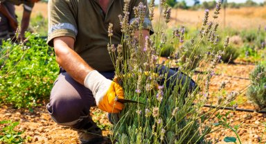 Milas Belediyesi lavanta hasadı gerçekleştirdi