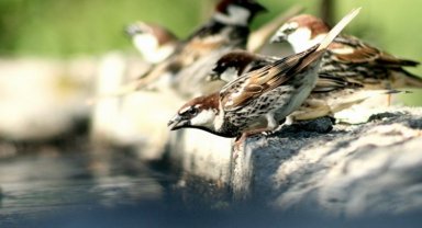 Minik dostlarımıza bir kap su yeterli!