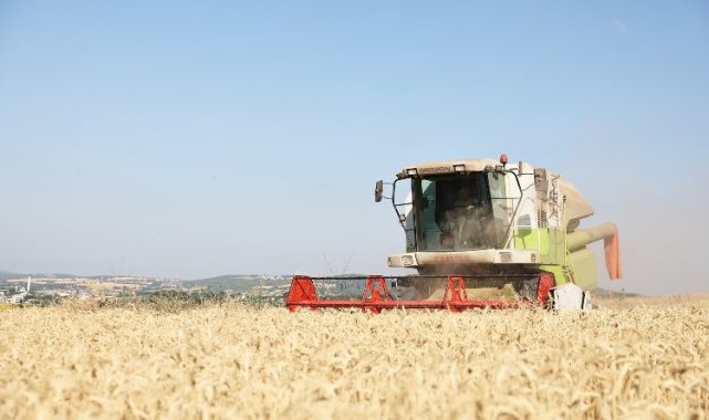 Nilüfer'de yerel tohumdan üretilen buğday hasadı başladı