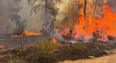 Orhaneli'nde orman yangını çıktı