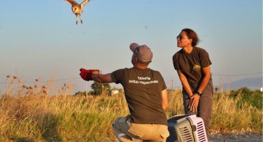 Peçeli baykuşlar özgürlüğe kanat çırptı