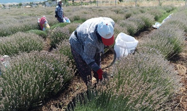 Siğilli Lavanta Bahçesi'nde 4.hasat dönemi başladı