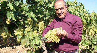 Sofralık üzüm 25'inde ihracat yolcusu