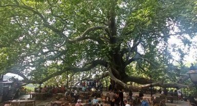 Tarihi İnkaya Çınarı turistler tarafından yoğun ilgi görüyor
