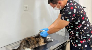 Tedavisi tamamlanan can dost doğal ortamına salındı