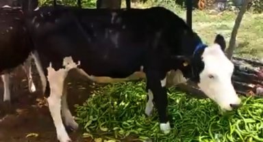 Yenişehir biberi hayvan yemi oldu