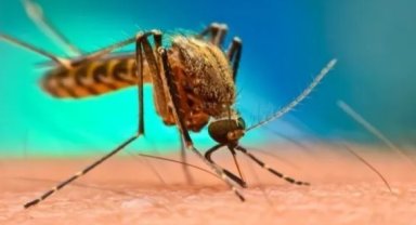 Batı Nil vakalarına dair bilinenler...