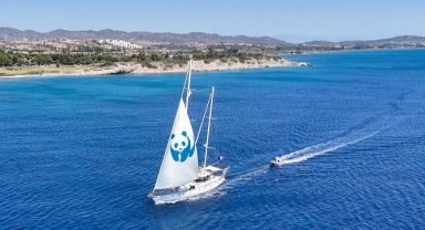 'Blue Panda' Mavi Ormanlar için Türkiye'de