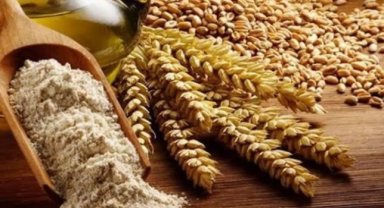 Bursa Büyükşehir'den 'Siyez Buğdayı' alım desteği