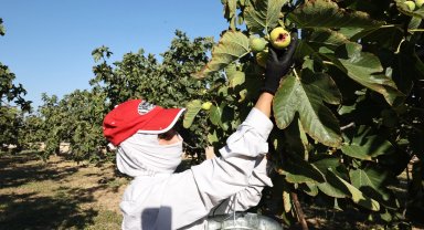 Bursa siyah inciri Nilüfer Bostan satış noktalarında