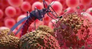 Bursa'da Batı Nil Virüsü tehlikesi büyüyor