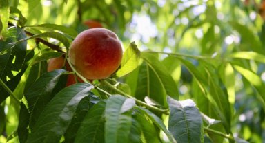 Bursa'da şeftali hasadında sona gelindi