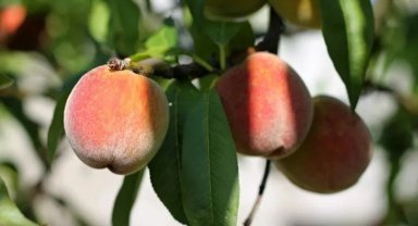 Bursa'da şeftali sezonu devam ediyor