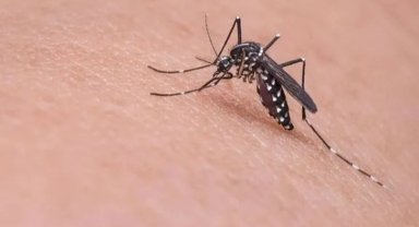 Bursa'da yaz aylarında artan sivrisinek sorununa uzmanlardan çözümler