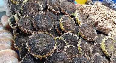 Bursa'nın çerezlik ayçiçeği hasadı başladı