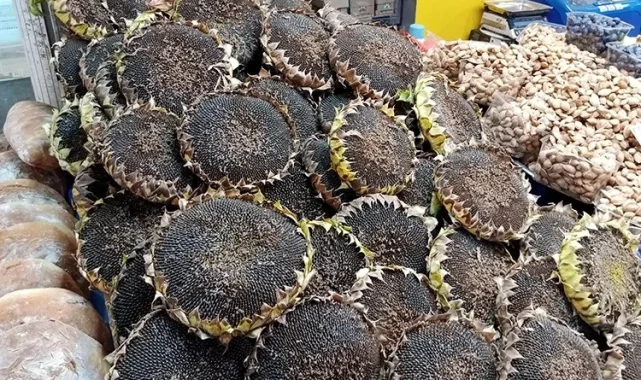 Bursa'nın çerezlik ayçiçeği hasadı başladı