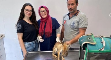 Büyükşehir'den yaban hayatına yardım eli