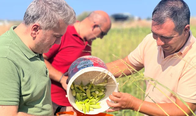 Canbey'den Balıkesir'de bamya hasadı