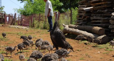 Çiftçiye Hindi dopingi