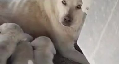 Düzce'de yaşanan olay kalpleri ısıttı