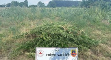 Edirne Keşan'da 3 bin kenevir bitkisine imha