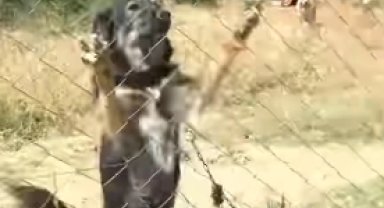 Edirne Keşan'da kısırlaştırma ve sahiplendirme çalışmalarına devam