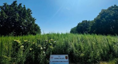 Edirne'de 120 bin kök kenevir ele geçirildi