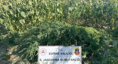 Edirne'de 27 bin kök kenevir imha edildi