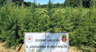 Edirne'de 49 bin 500 kök kenevire imha