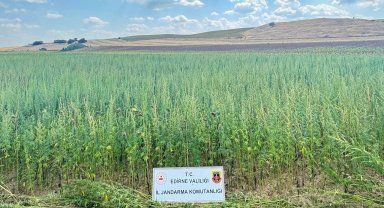 Edirne'de binlerce kök kenevir ele geçirildi