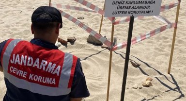 Edirne'de kaplumbağalara Jandarma'dan özel koruma