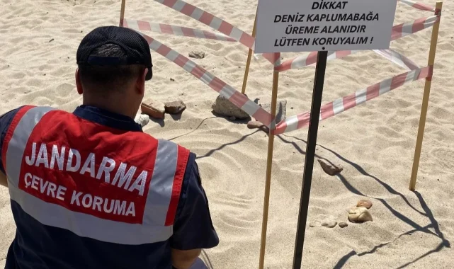 Edirne'de kaplumbağalara Jandarma'dan özel koruma