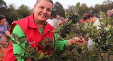 Güçlü tarım güçlü toplumun anahtarı: İzmit'te aronya hasadı coşkusu